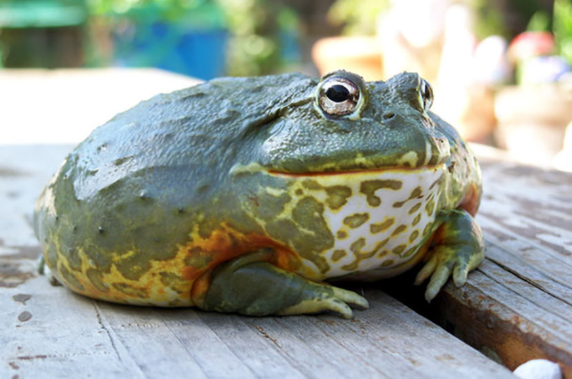 African Bullfrog