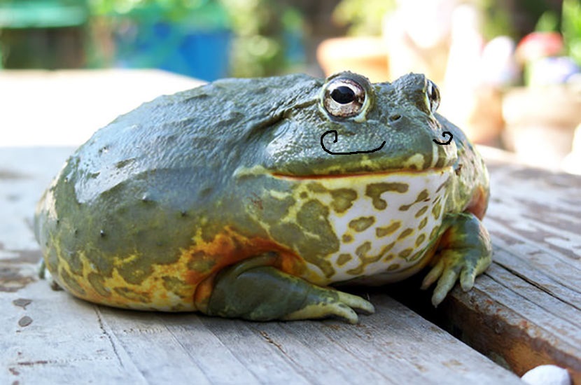 African Bullfrog Moustache